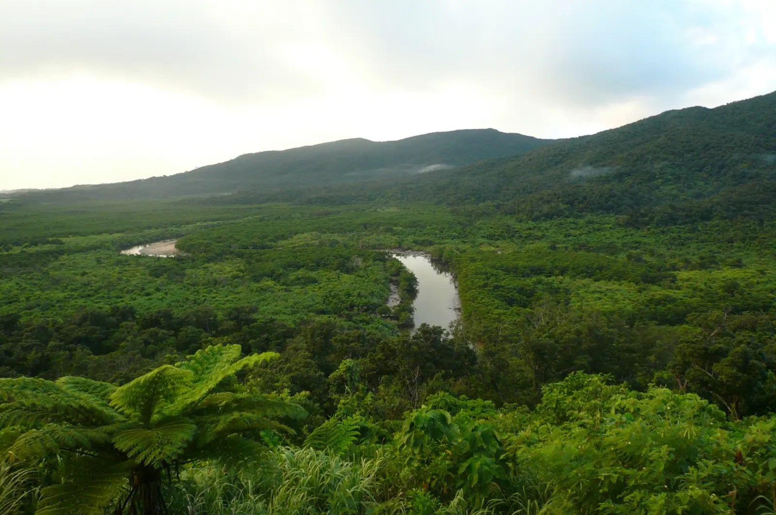 広大なアマゾン熱帯雨林の航空写真